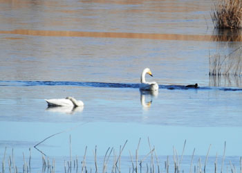 見沼第一調整池に白鳥が飛来